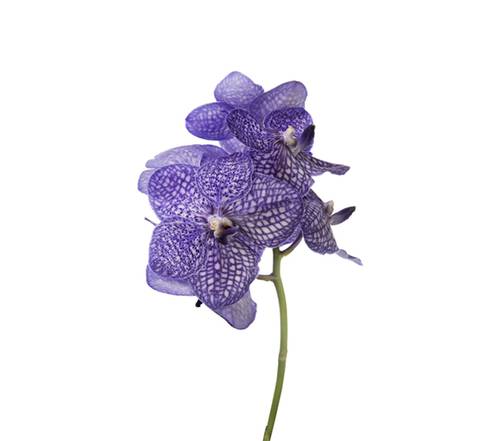 Vanda schnitt