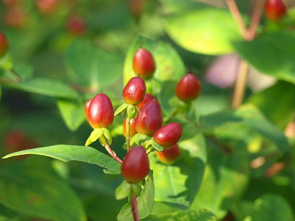 Hypericum