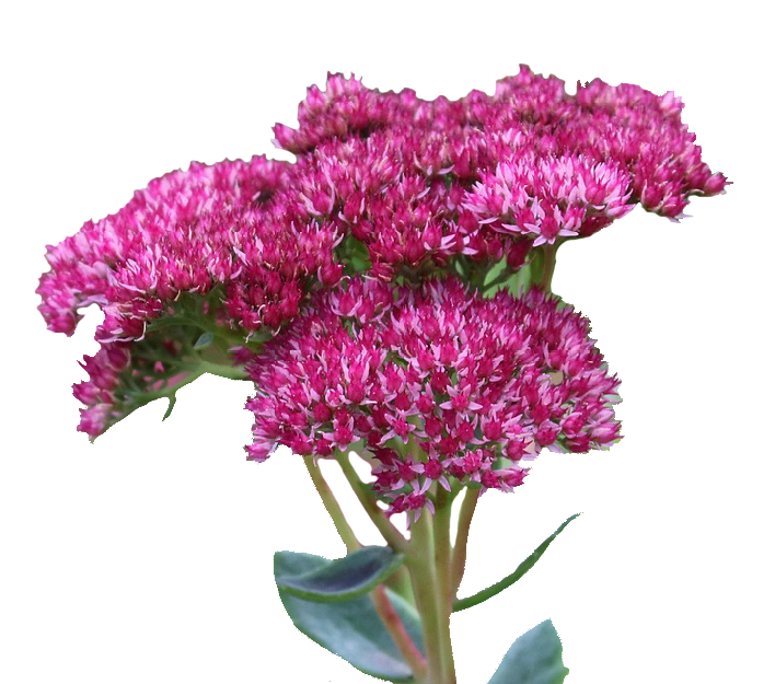 Sedum