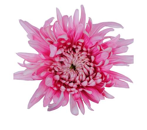 Deko Chrysanthemen von Freiland