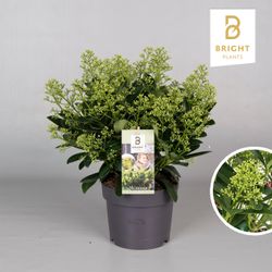 Skimmia Finchy 15+ T19 H45