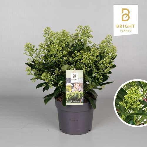 Skimmia Finchy 15+ T19 H45