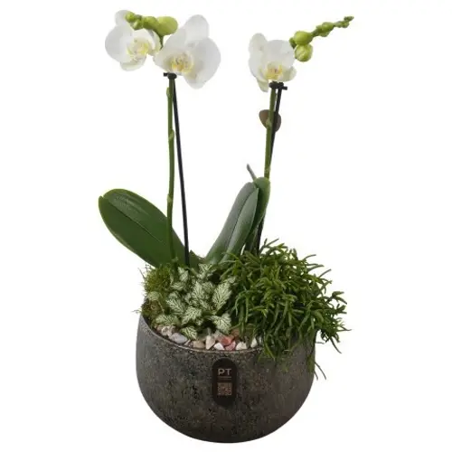 Phal.Arr PTIB5349 T19 H046