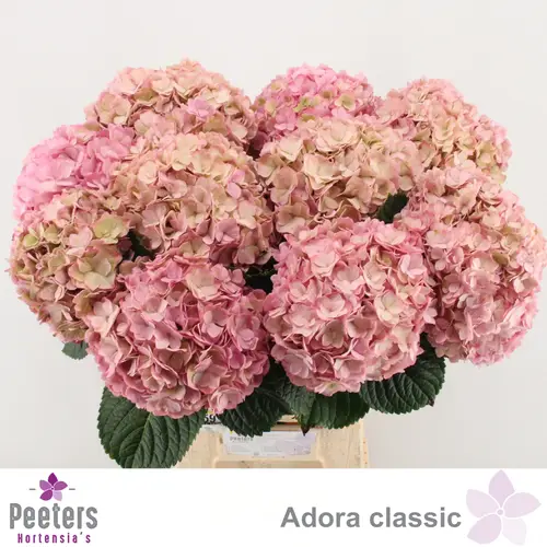 Hortensie hellrosa/grün Adora classic Bol 16cm 65cm