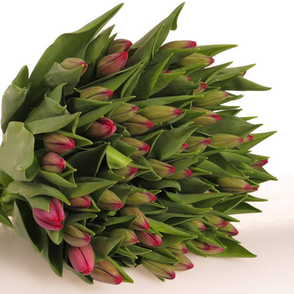 Tulpe lila Puma 36 Gramm