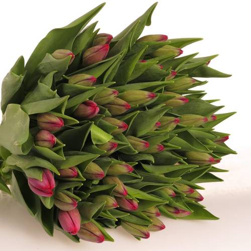 Tulpe lila Puma 36 Gramm