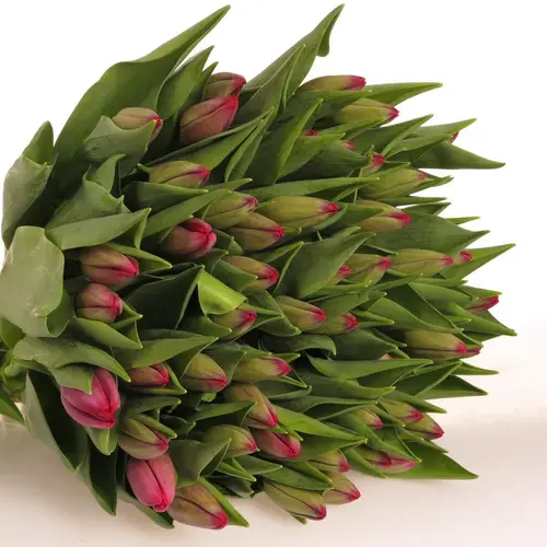 Tulpe lila Puma 36 Gramm