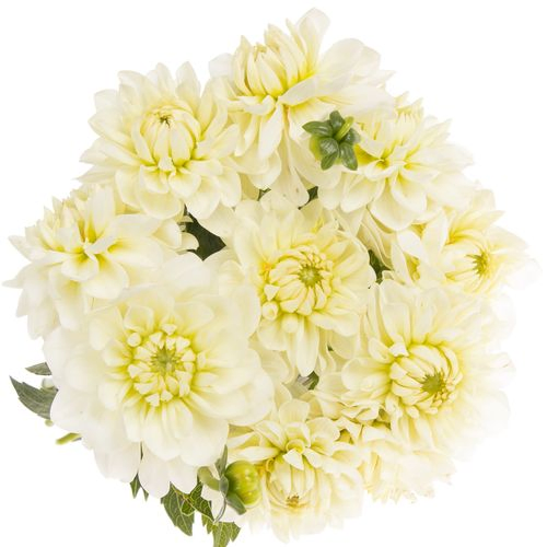 Dahlia weiss Phayen 40cm