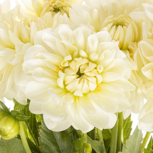Dahlia weiss Phayen 40cm
