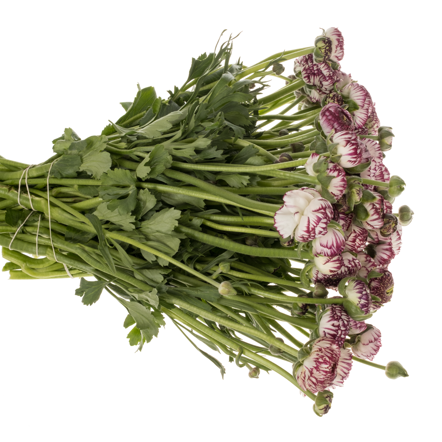 Ranunkel dunkel lila/weiss-weiss Striato 48 Gramm 45cm