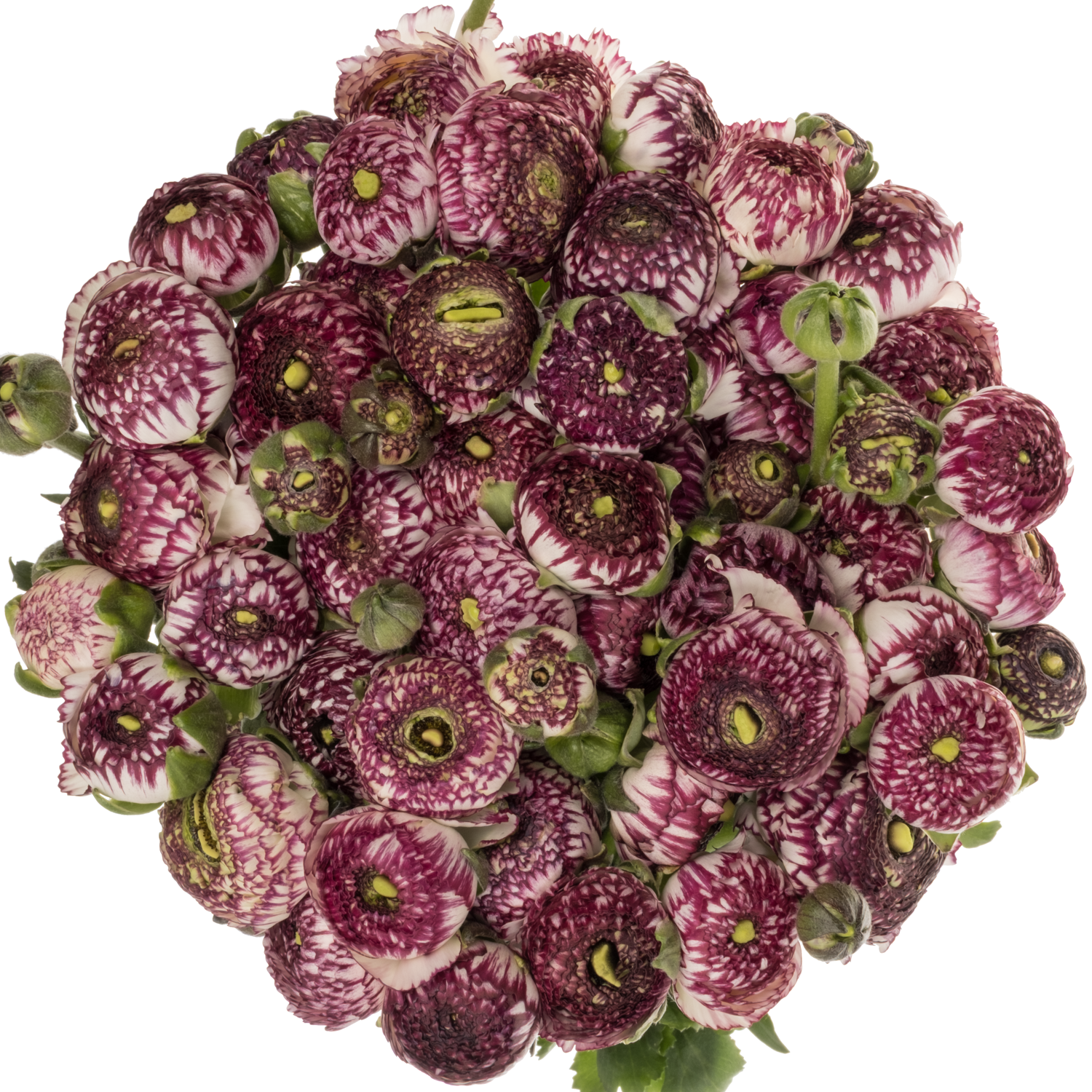 Ranunkel dunkel lila/weiss-weiss Striato 48 Gramm 45cm