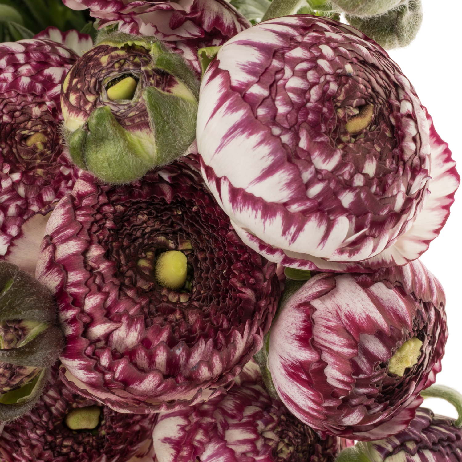 Ranunkel dunkel lila/weiss-weiss Striato 48 Gramm 45cm