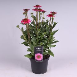 Echinacea Candy T19 H60