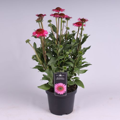 Echinacea Candy T19 H60