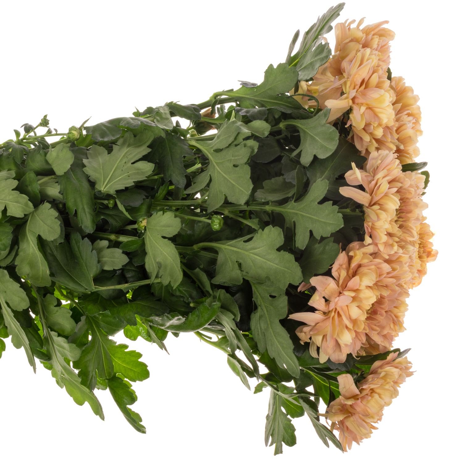 Chrys.Deko apricot Salmon Kalimba 70 Gramm 70cm