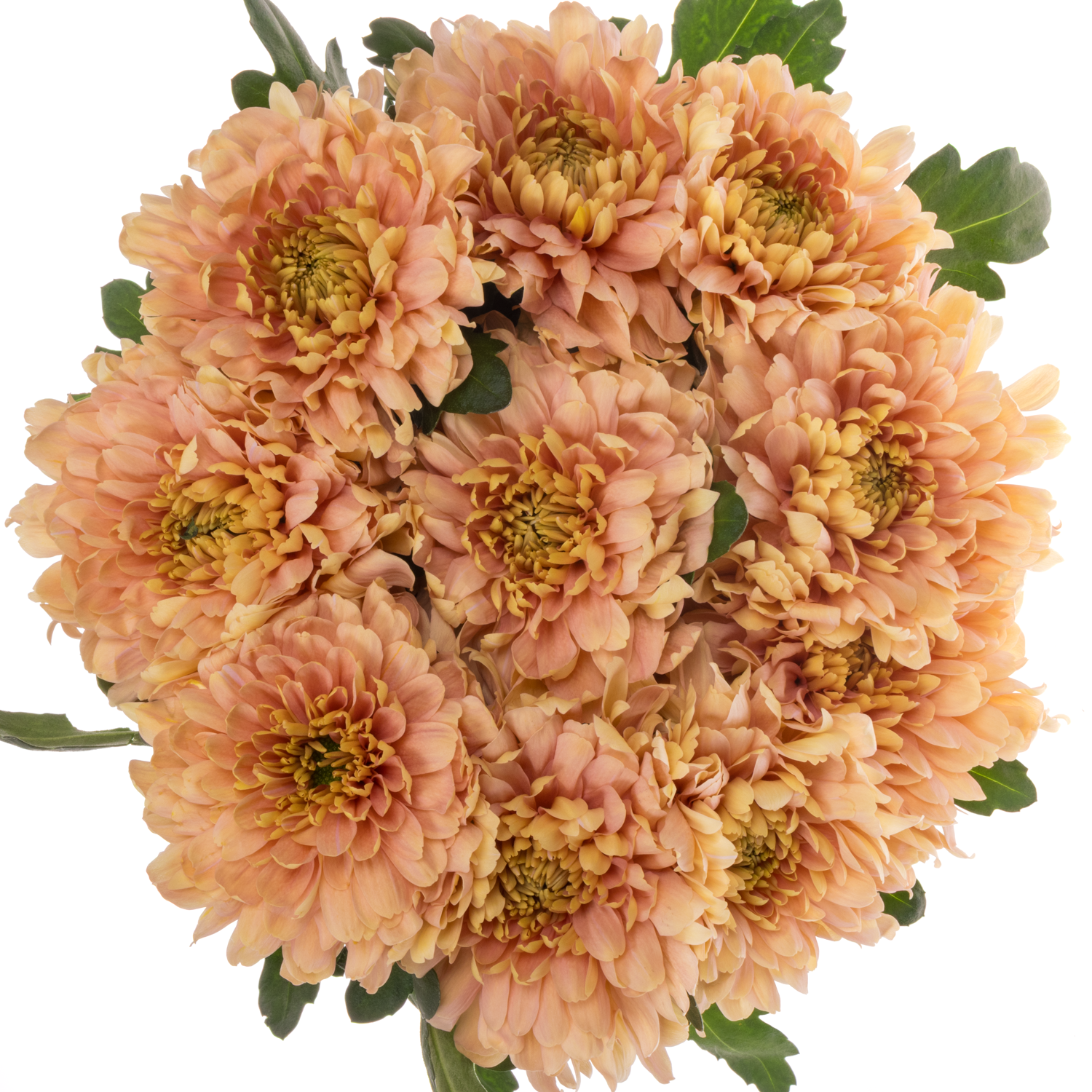 Chrys.Deko apricot Salmon Kalimba 70 Gramm 70cm