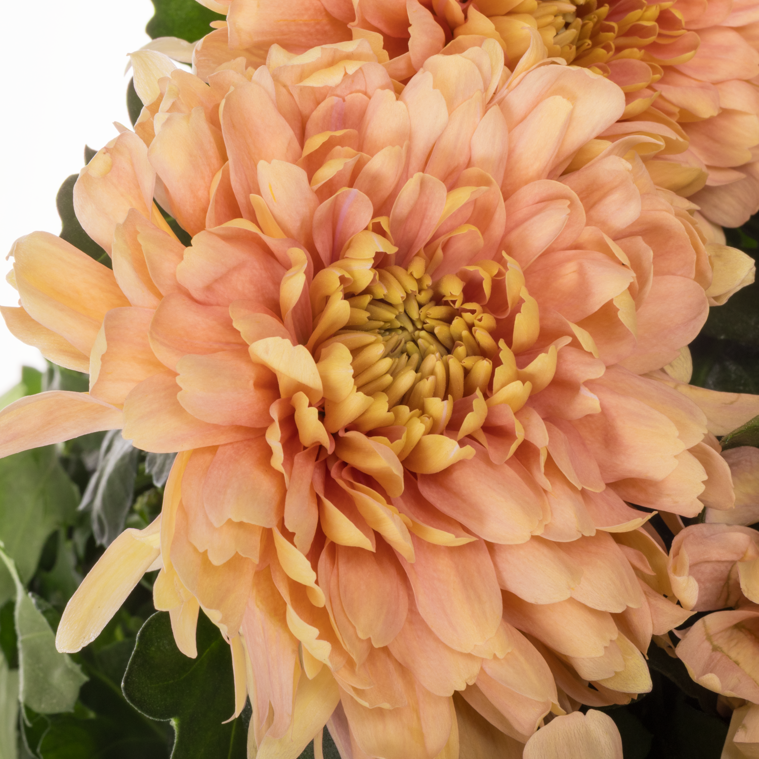 Chrys.Deko apricot Salmon Kalimba 70 Gramm 70cm