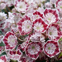 Kalmia Latifolia Minuet weiss/lila T19 H30