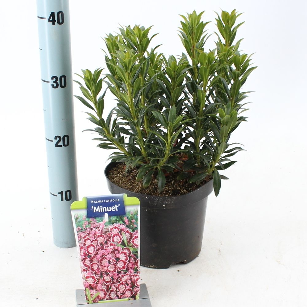 Kalmia Latifolia Minuet weiss/lila T19 H30