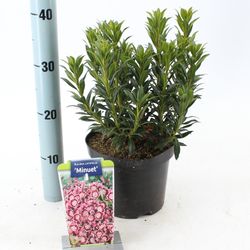Kalmia Latifolia Minuet weiss/lila T19 H30