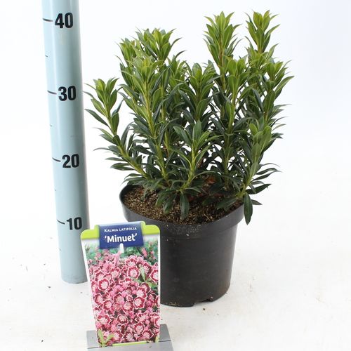 Kalmia Latifolia Minuet weiss/lila T19 H30