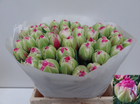 Tulpe rosa/creme doppel Wicked 46 Gramm