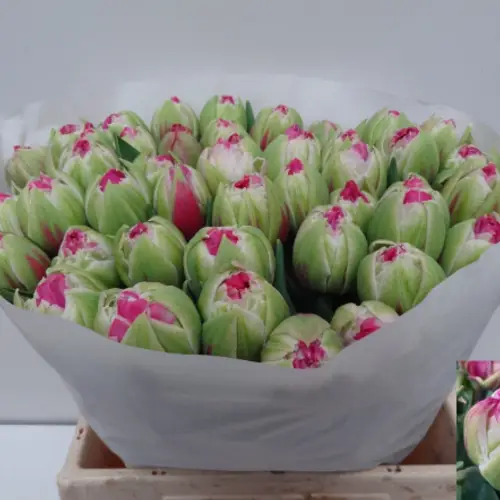 Tulpe rosa/creme doppel Wicked 46 Gramm