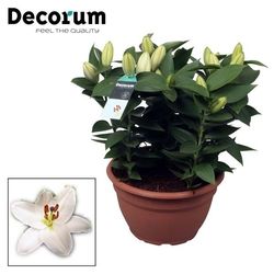 Lilien 9er Oriental Schale weiss Souvenir T25 H045
