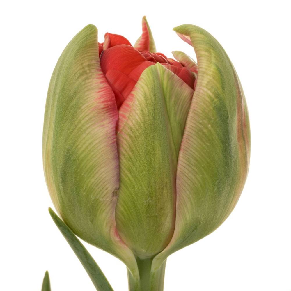 Franz.rot doppel Ballgame 54 Gramm 60cm