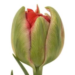 Franz.rot doppel Ballgame 54 Gramm 60cm