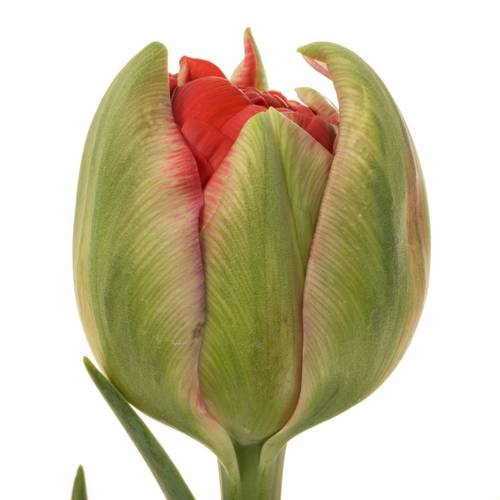 Franz.rot doppel Ballgame 54 Gramm 60cm