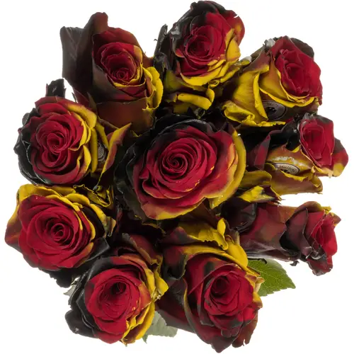 Rose schwarz/rot Deutsche Flagge gefärbt (Ec) 70cm