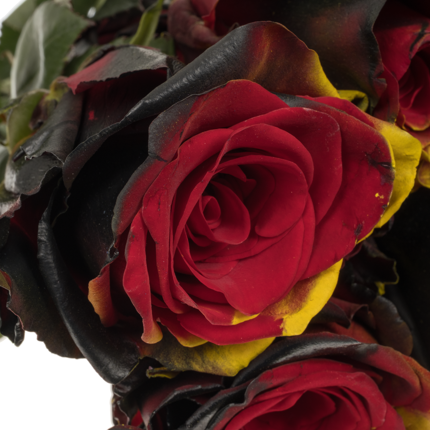 Rose schwarz/rot Deutsche Flagge gefärbt (Ec) 70cm