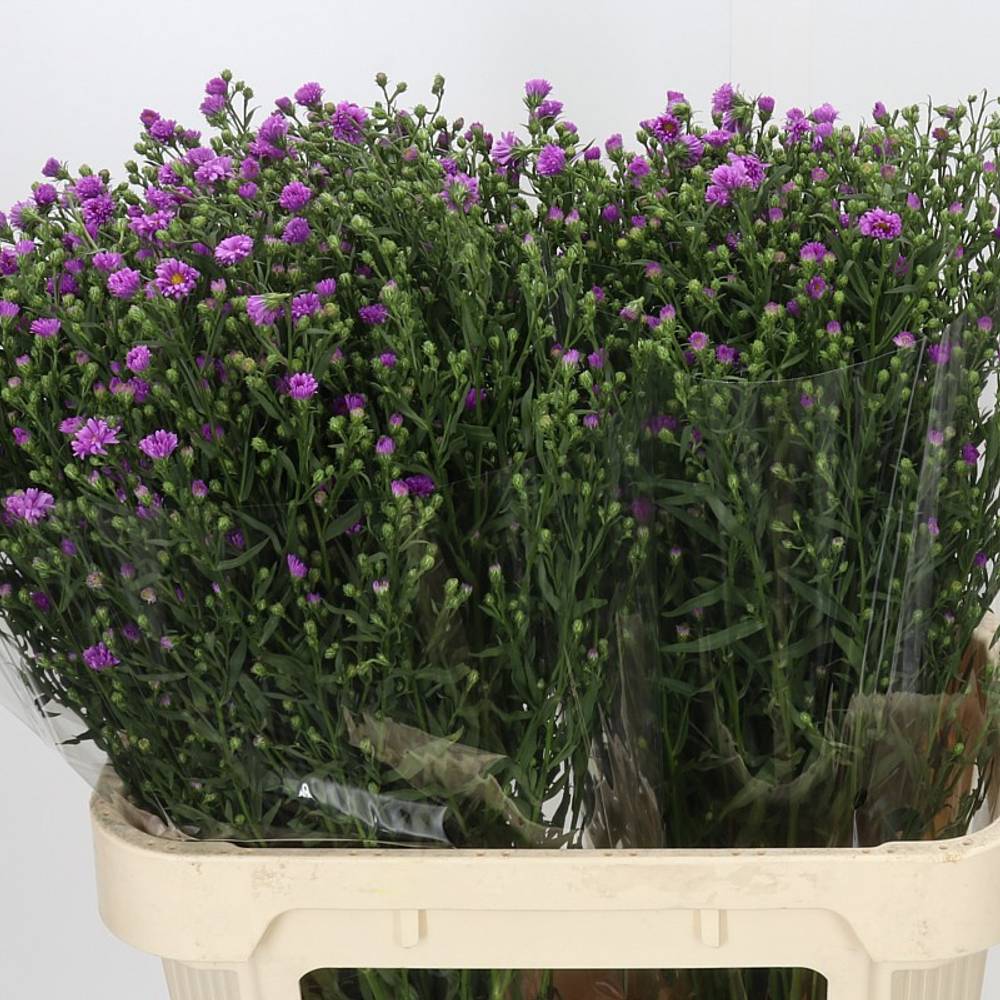 Aster lila Casarosa 40 Gramm 80cm