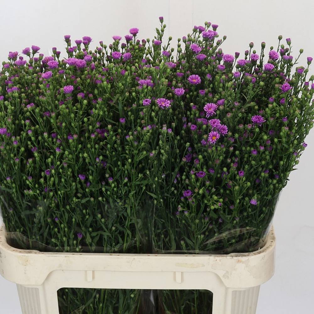 Aster Casarosa rosa 40 Gramm 80cm