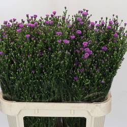 Aster Casarosa rosa 40 Gramm 80cm