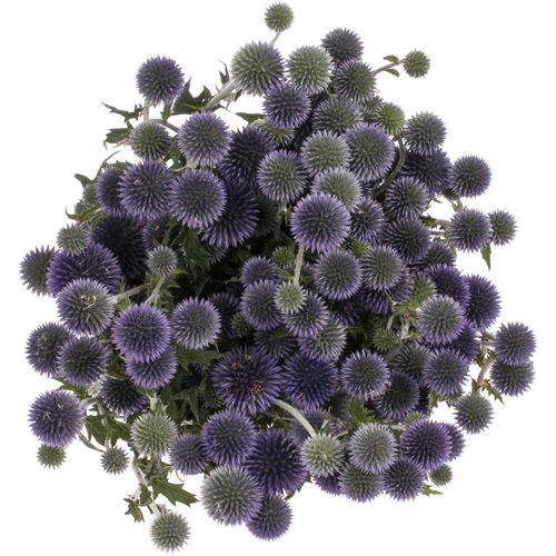 Kugeldistel blau Bündel 40cm