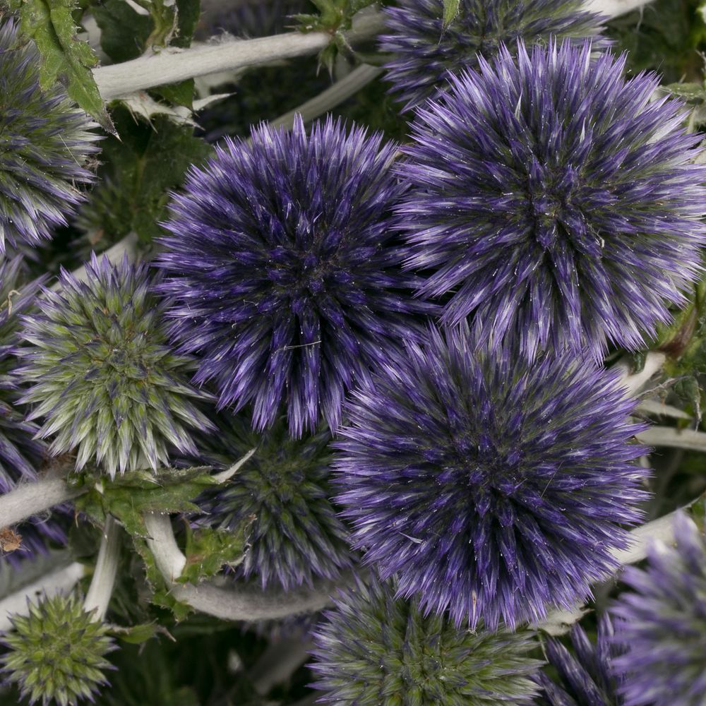 Kugeldistel blau Bündel 40cm
