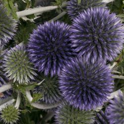 Kugeldistel blau Bündel 40cm