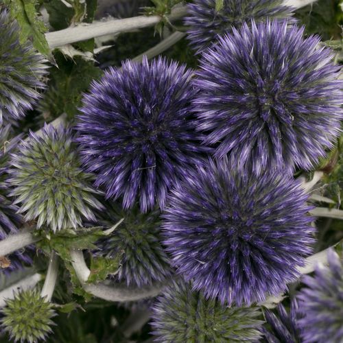 Kugeldistel blau Bündel 40cm