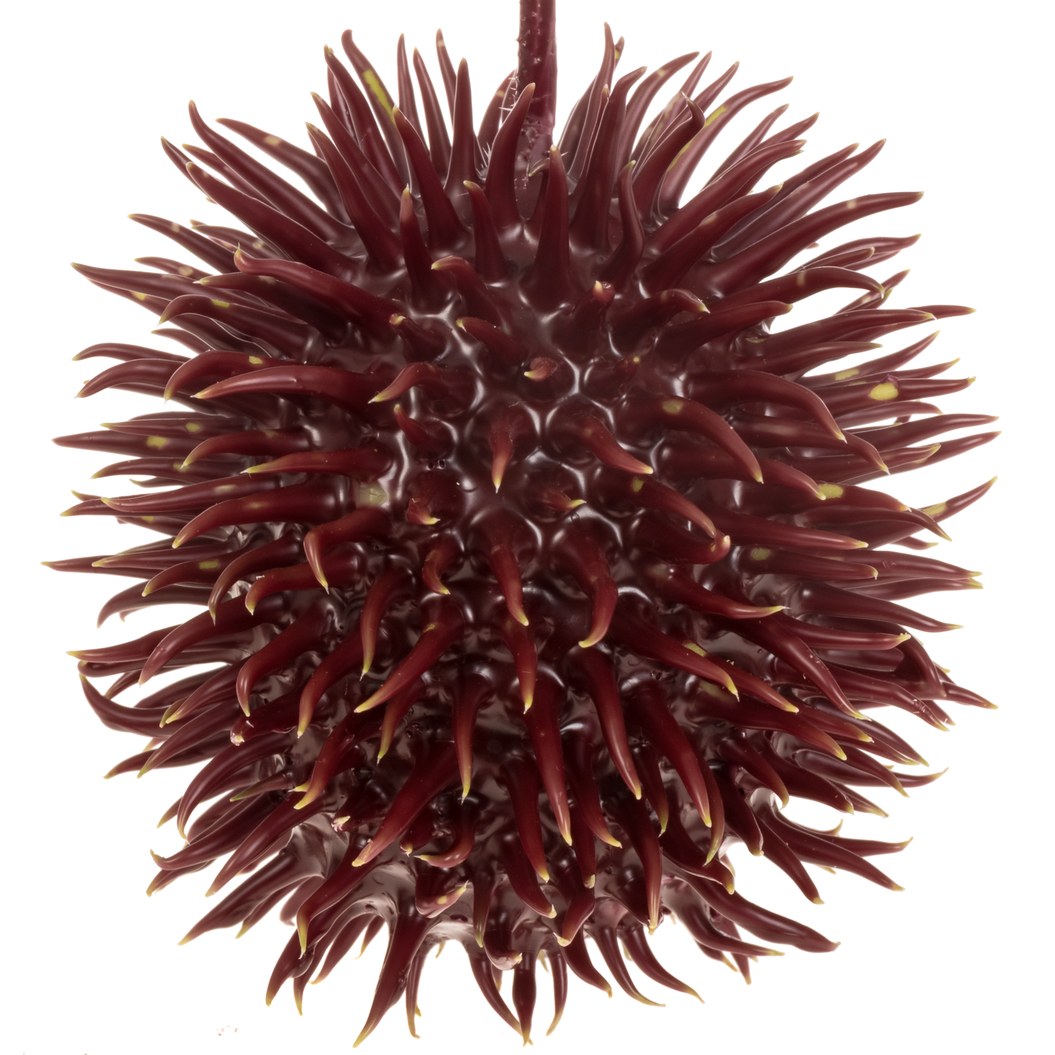 Igel bordeaux Wachs D6cm