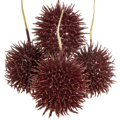 Igel bordeaux Wachs D6cm