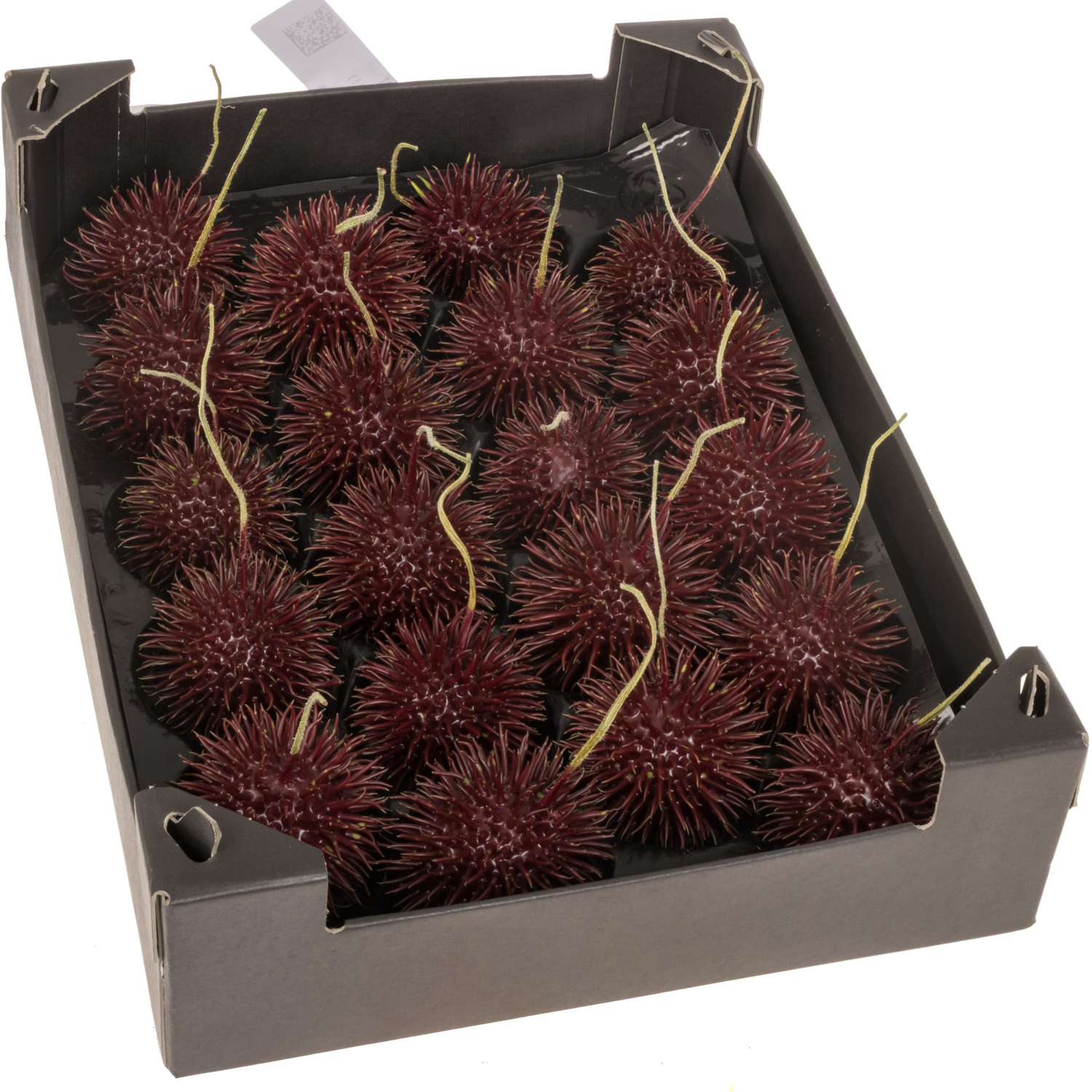 Igel bordeaux Wachs D6cm