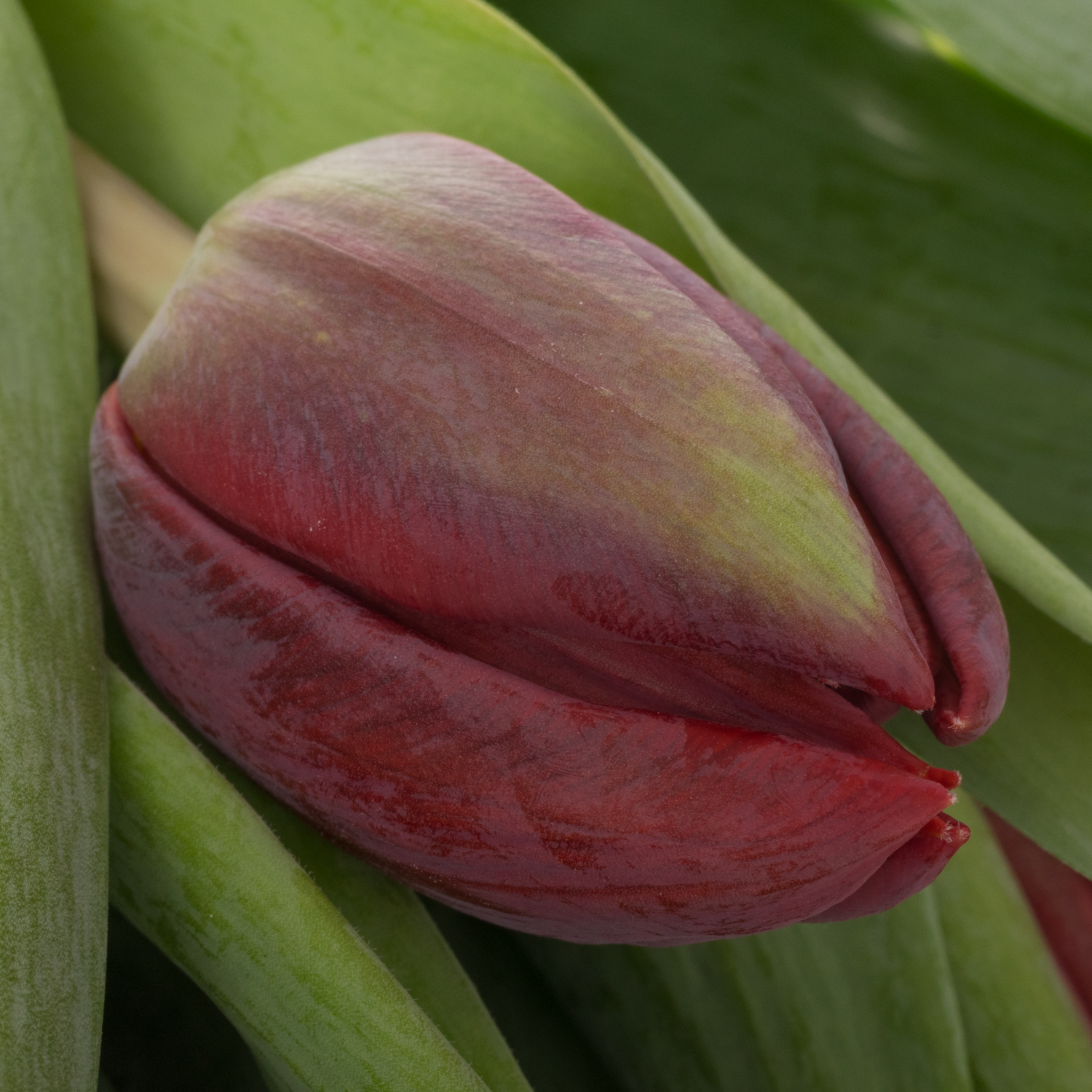 Tulpe rot Red Princess 36 Gramm