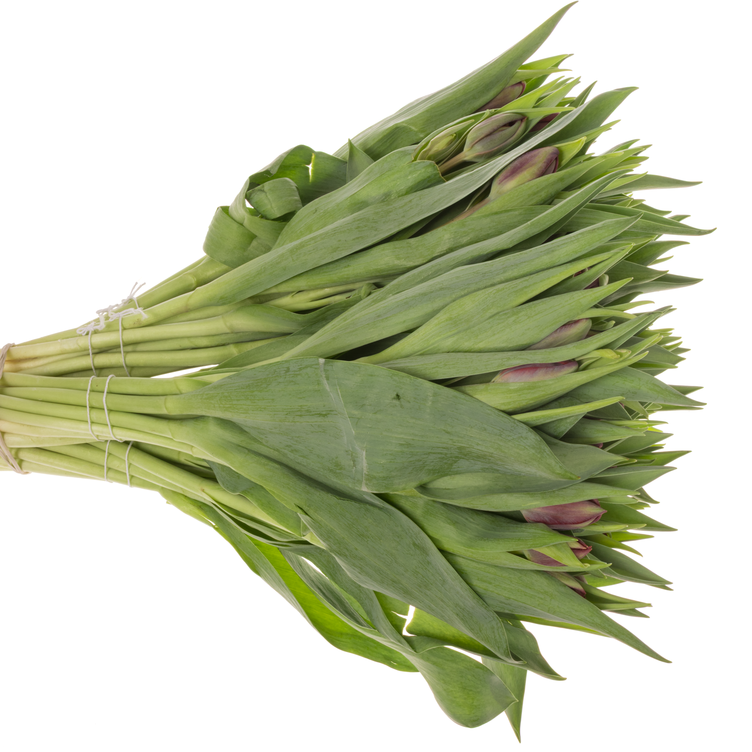 Tulpe rot Red Princess 36 Gramm