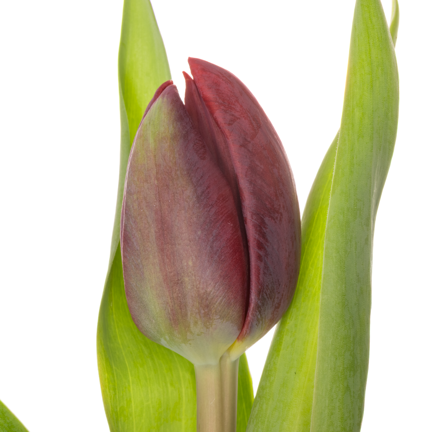 Tulpe rot Red Princess 36 Gramm