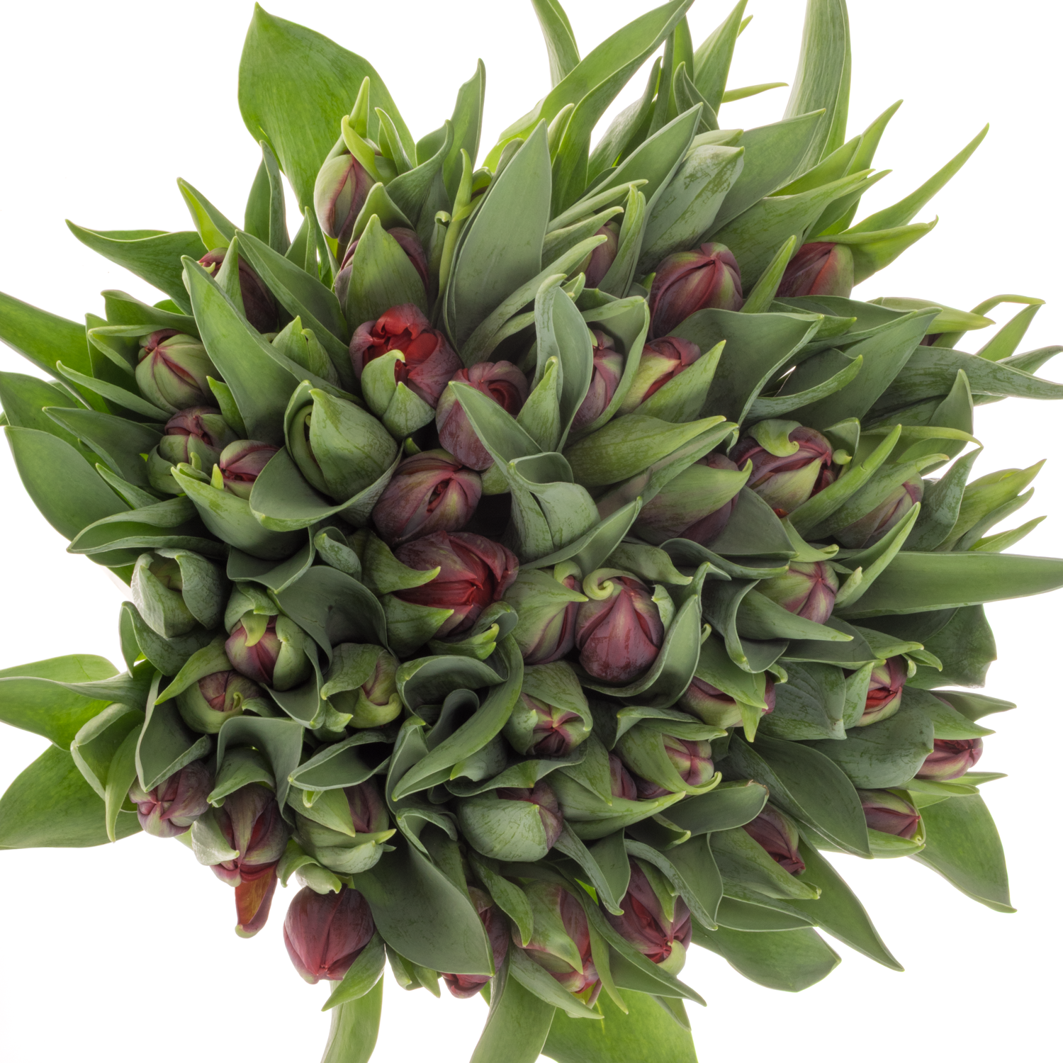 Tulpe rot Red Princess 36 Gramm