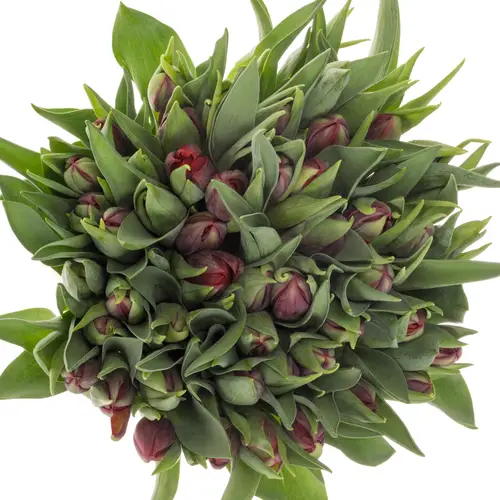 Tulpe rot Red Princess 36 Gramm