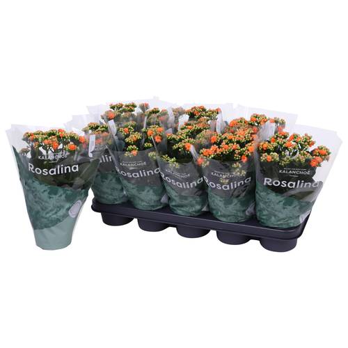 Kalanchoe Gef. dunkel orange T12 H027