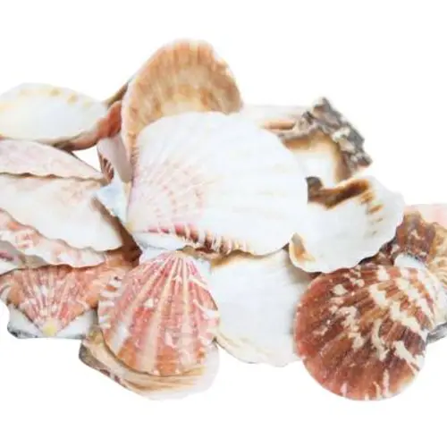 Muschelschalen Pektin natur 500gr